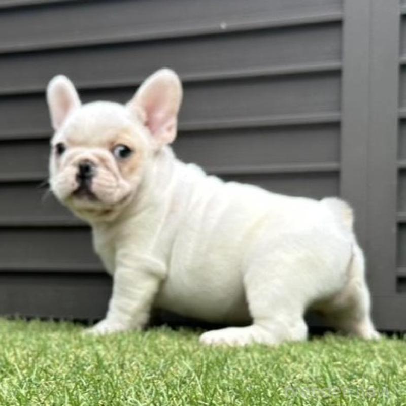 販売中の埼玉県のフレンチブルドッグ-449686の14枚目