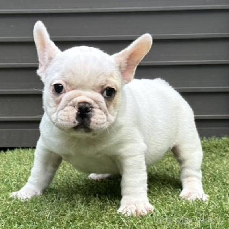 販売中の埼玉県のフレンチブルドッグ-449686の12枚目