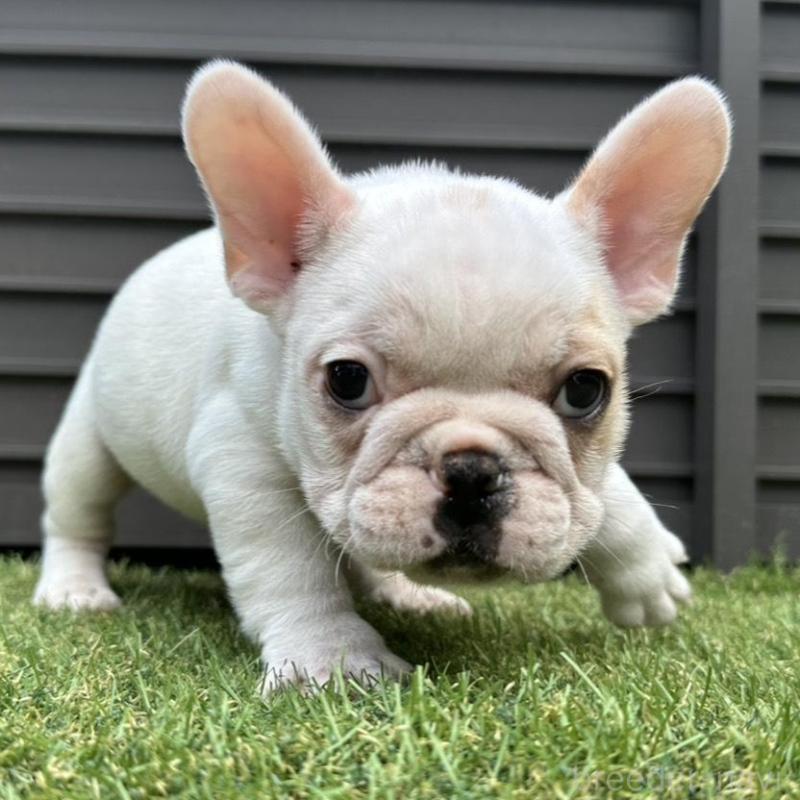 販売中の埼玉県のフレンチブルドッグ-449686の11枚目