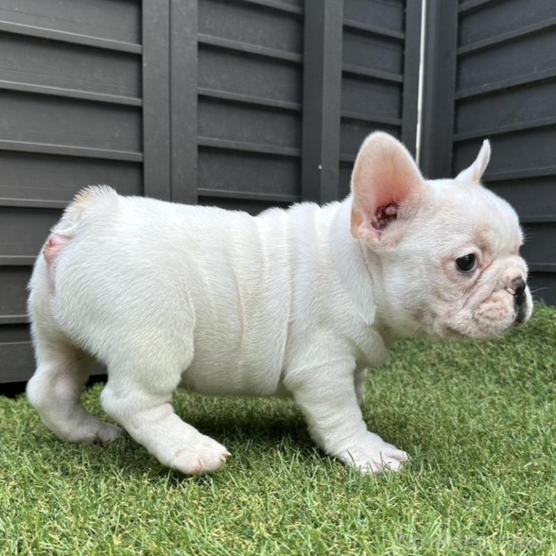 販売中の埼玉県のフレンチブルドッグ-449686の10枚目