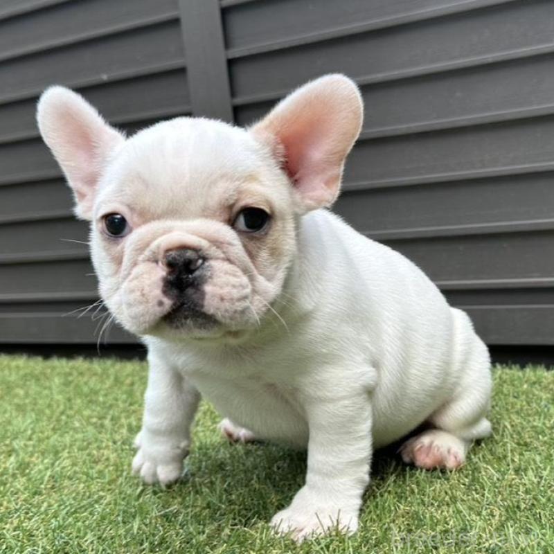 販売中の埼玉県のフレンチブルドッグ-449686の9枚目