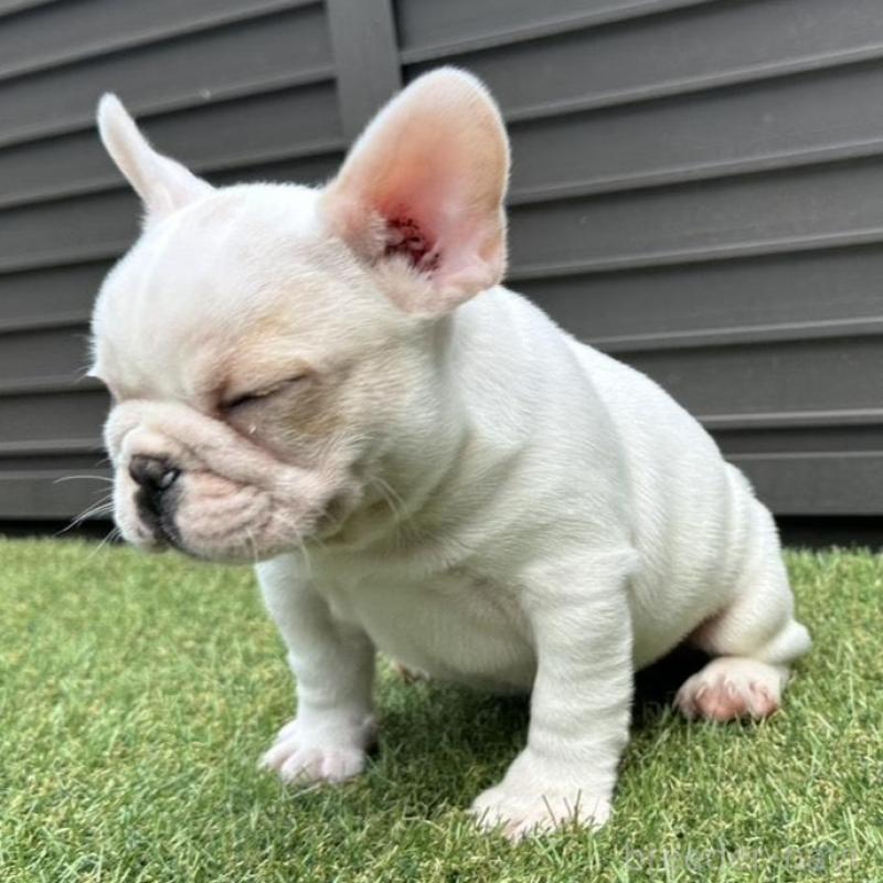 販売中の埼玉県のフレンチブルドッグ-449686の8枚目