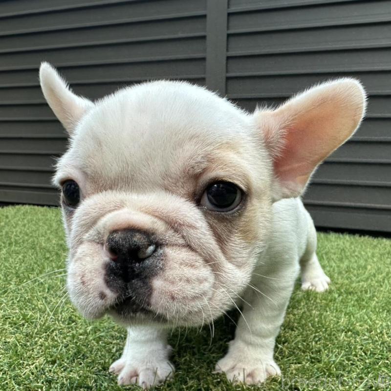 販売中の埼玉県のフレンチブルドッグ-449686の7枚目
