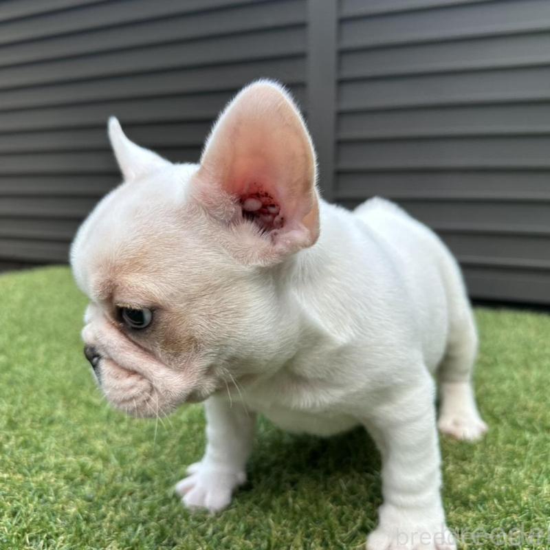 販売中の埼玉県のフレンチブルドッグ-449686の6枚目