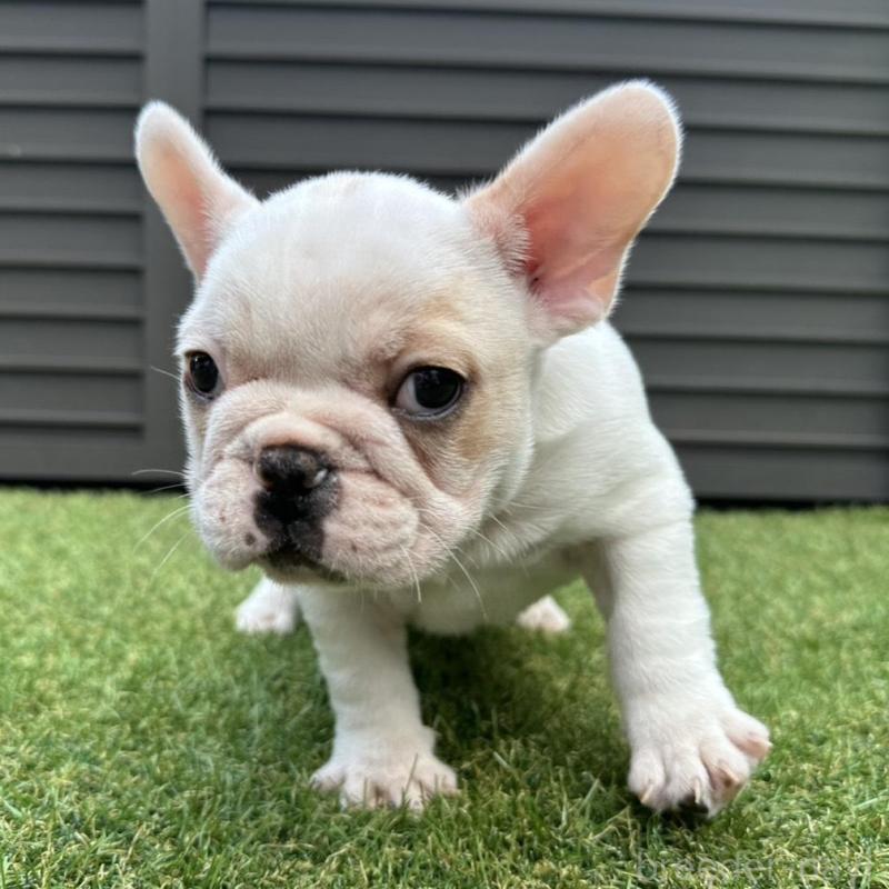 販売中の埼玉県のフレンチブルドッグ-449686の5枚目