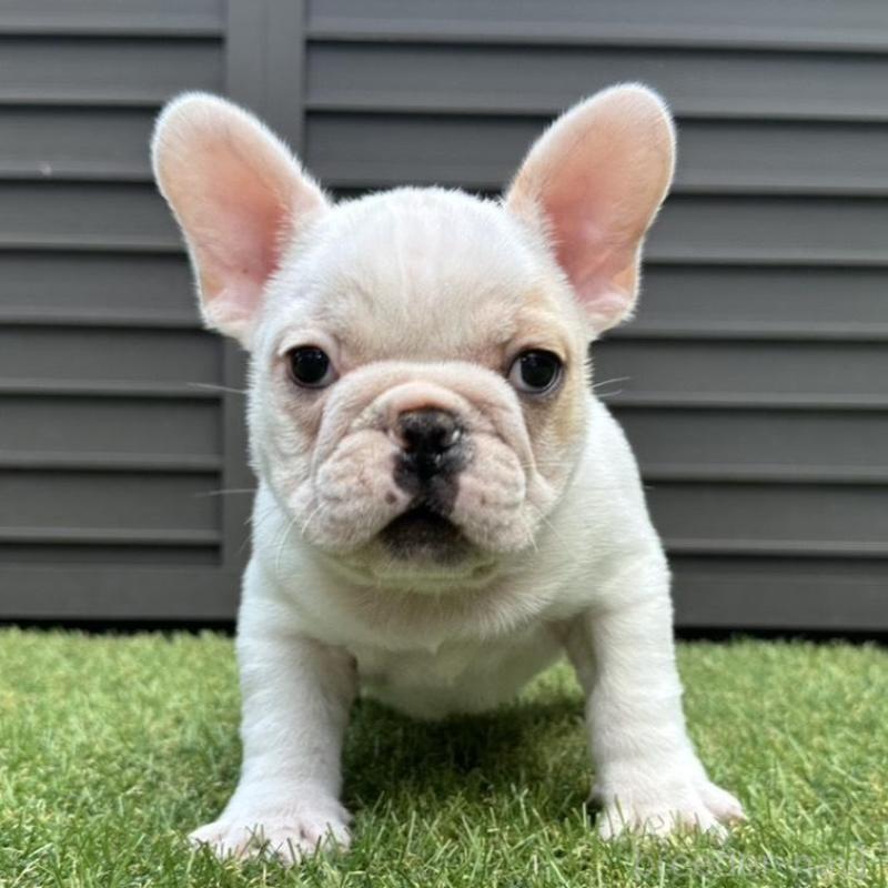 販売中の埼玉県のフレンチブルドッグ-449686の4枚目