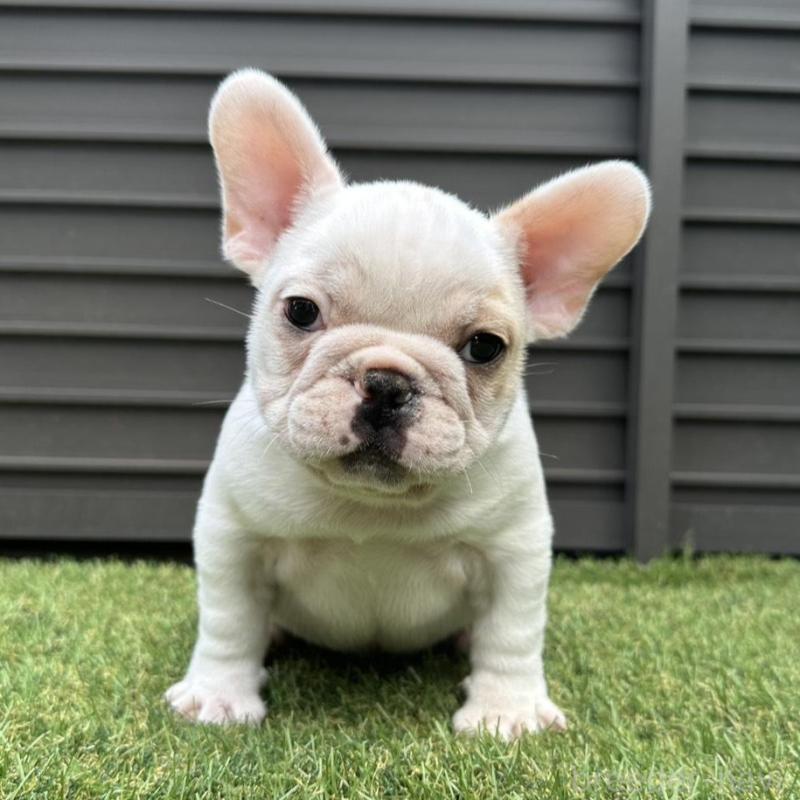 販売中の埼玉県のフレンチブルドッグ-449686の3枚目