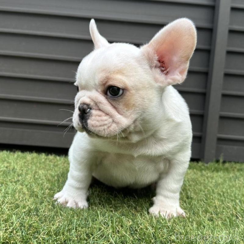 販売中の埼玉県のフレンチブルドッグ-449686の2枚目