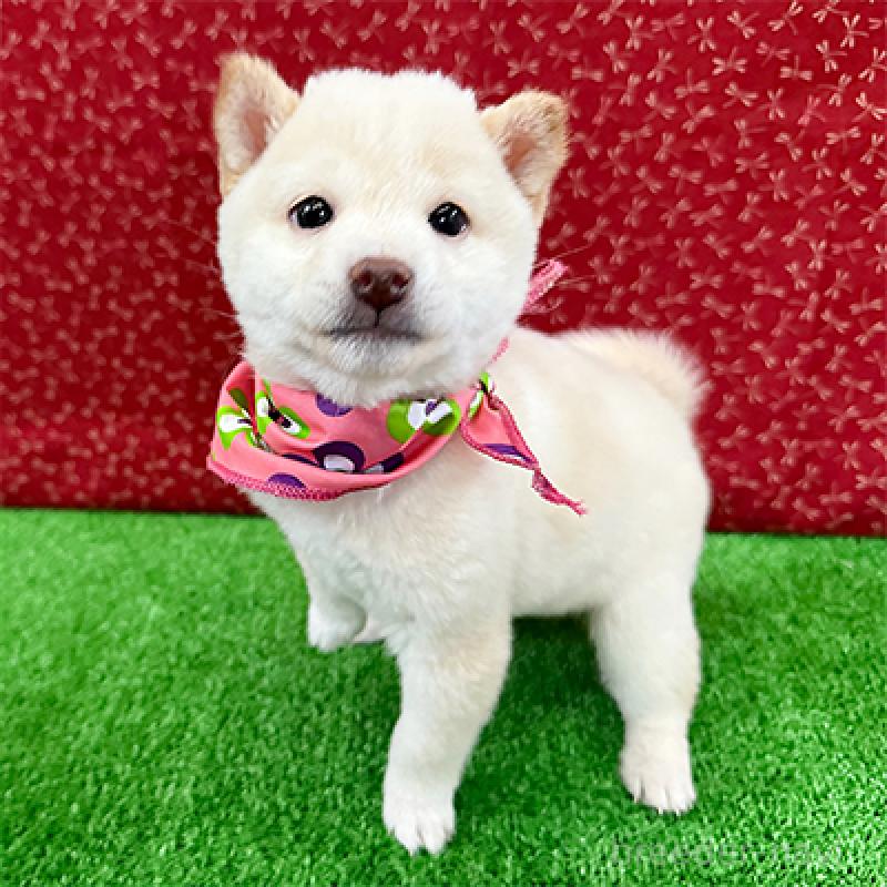 販売中の神奈川県の豆柴-449283