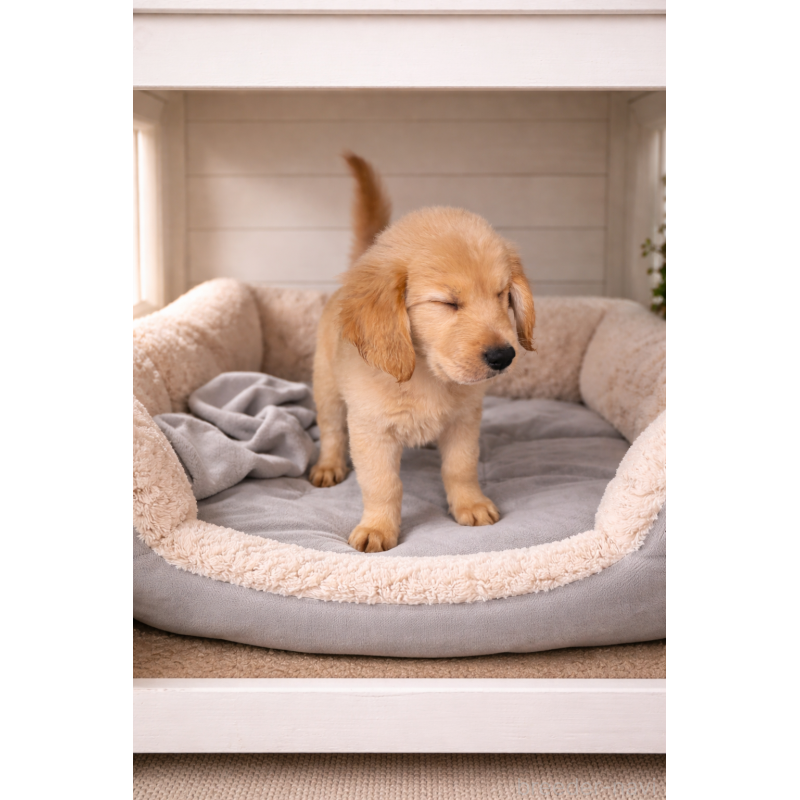 販売中の千葉県のゴールデンレトリーバー-449694の3枚目