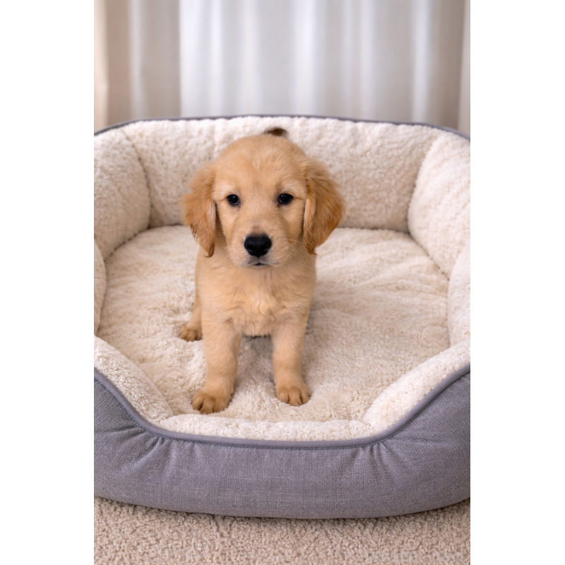 販売中の千葉県のゴールデンレトリーバー-449694の2枚目