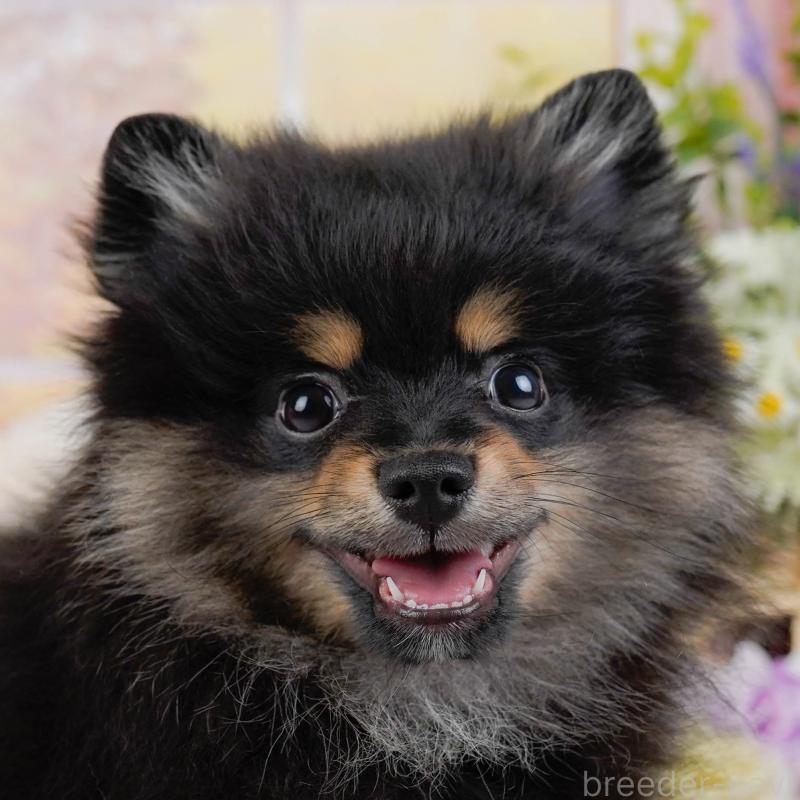 販売中の神奈川県のポメラニアン-449698