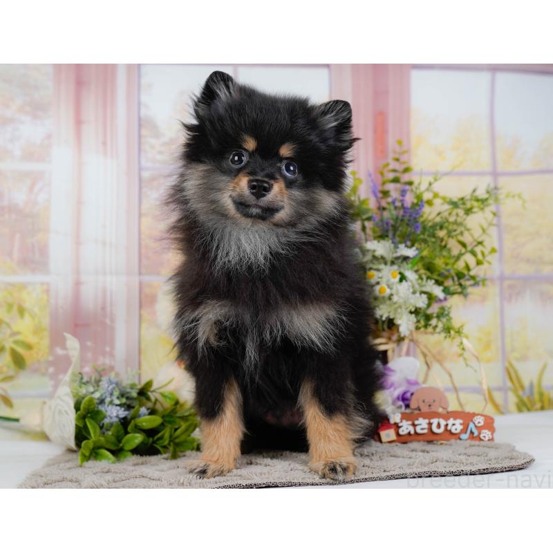 販売中の神奈川県のポメラニアン-449698の11枚目