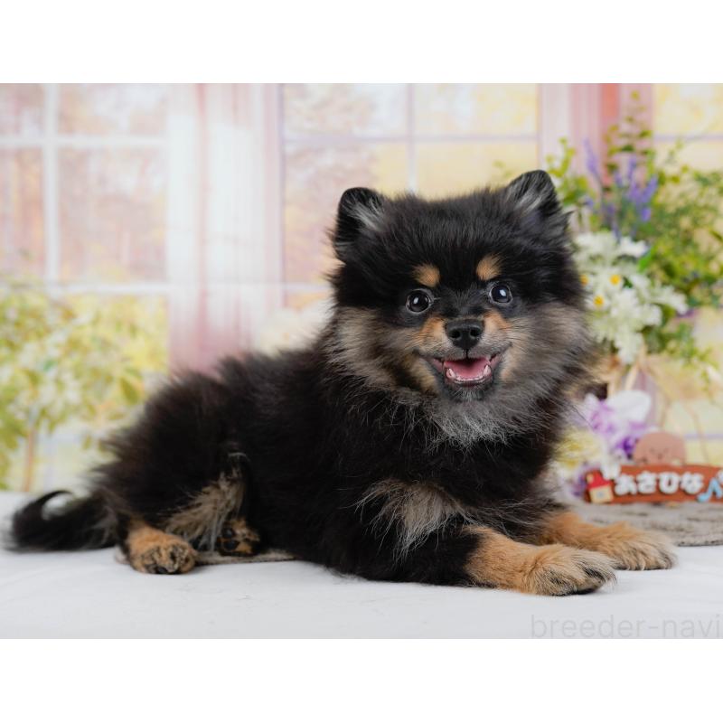 販売中の神奈川県のポメラニアン-449698の10枚目