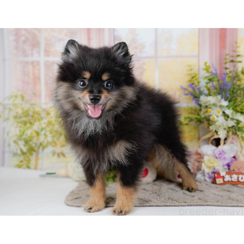 販売中の神奈川県のポメラニアン-449698の9枚目