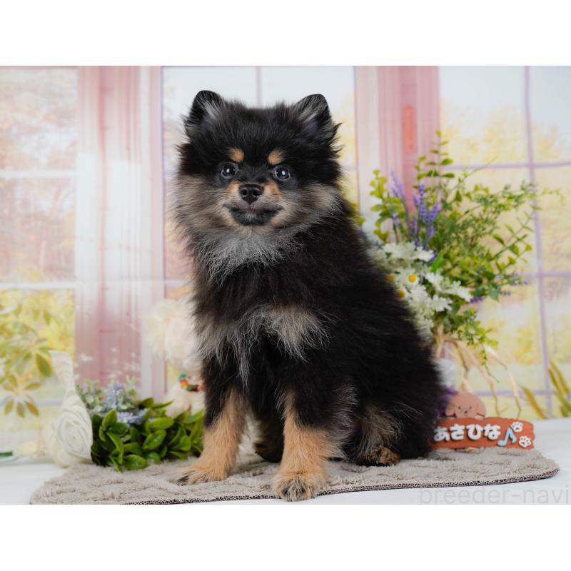 販売中の神奈川県のポメラニアン-449698の8枚目