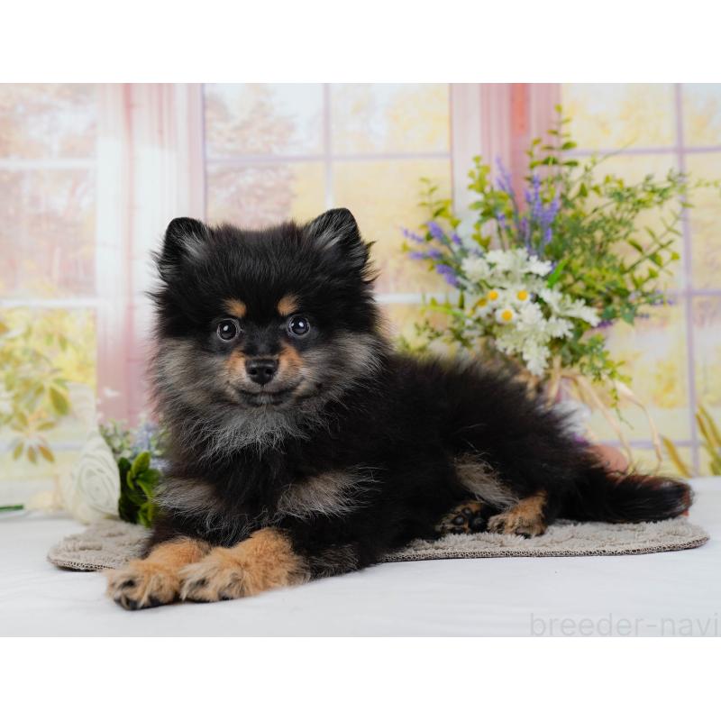 販売中の神奈川県のポメラニアン-449698の7枚目