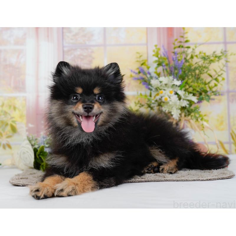 販売中の神奈川県のポメラニアン-449698の6枚目