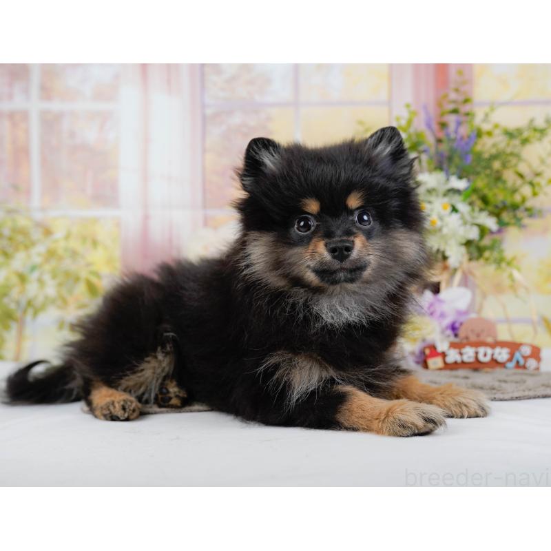 販売中の神奈川県のポメラニアン-449698の5枚目