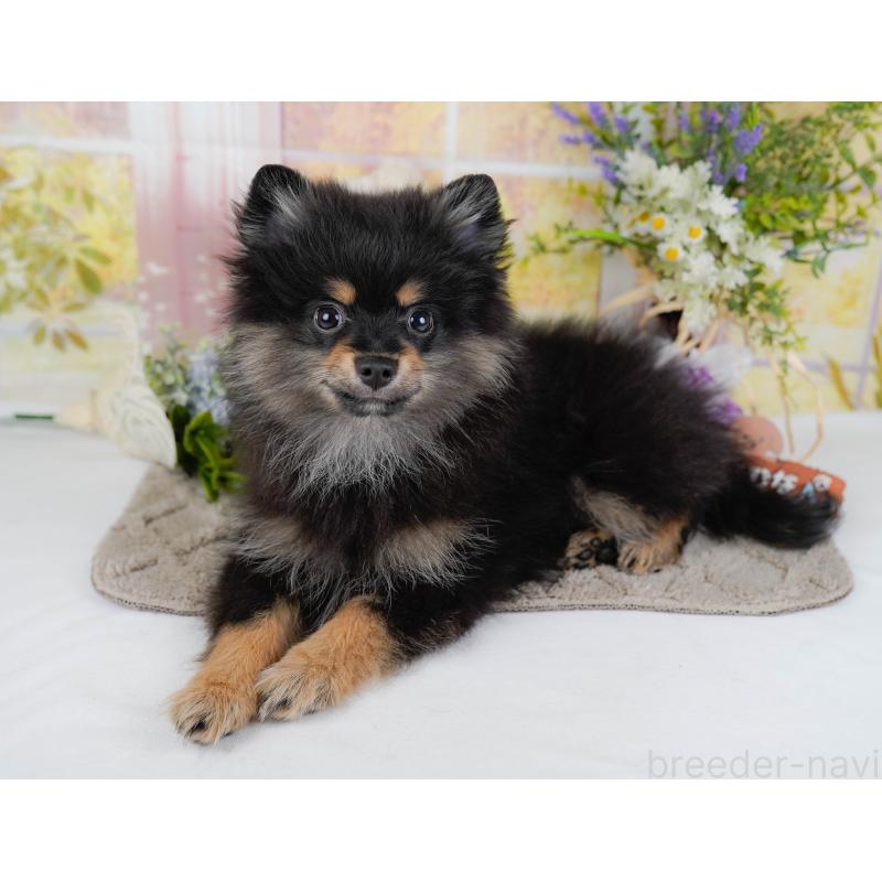 販売中の神奈川県のポメラニアン-449698の4枚目