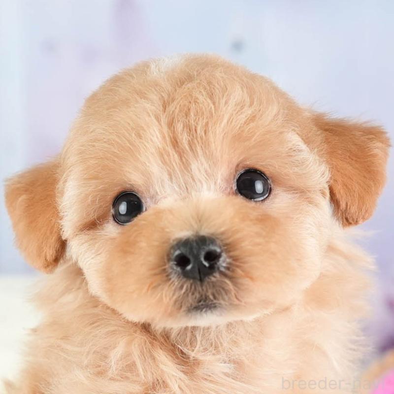 販売中の埼玉県のマルプー:マルチーズ×トイプードル-449696の1枚目