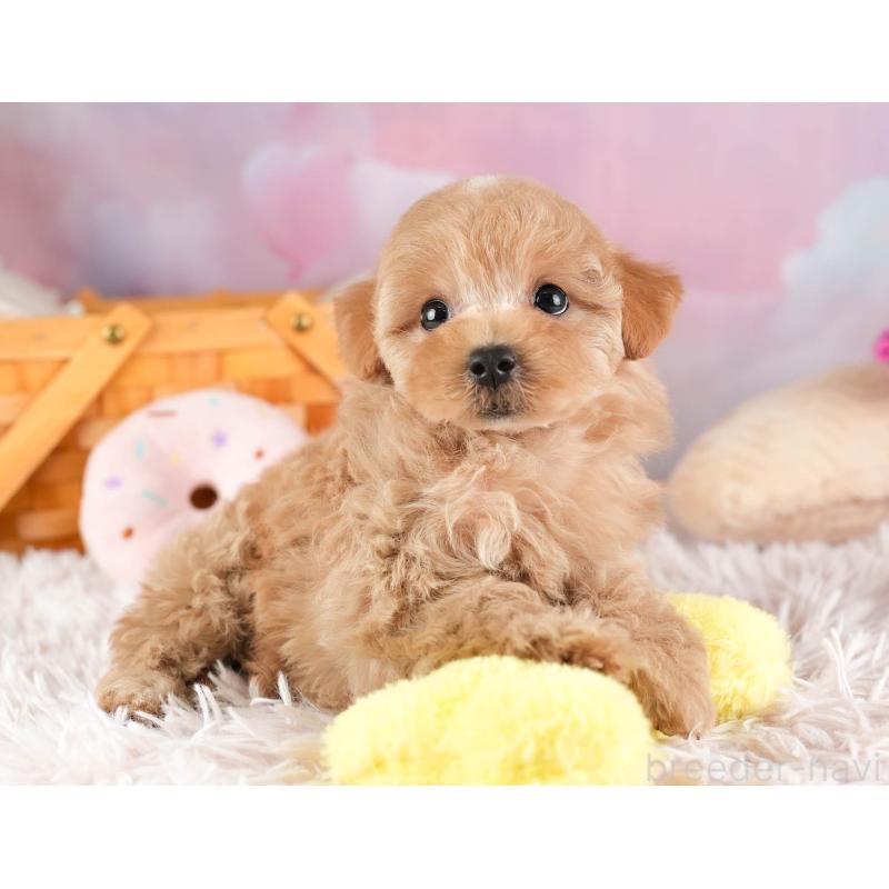 販売中の埼玉県のマルプー:マルチーズ×トイプードル-449696の9枚目