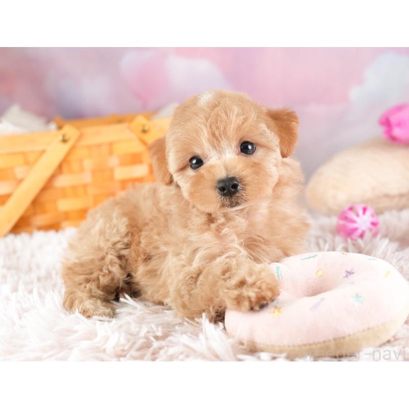 販売中の埼玉県のマルプー:マルチーズ×トイプードル-449696の8枚目