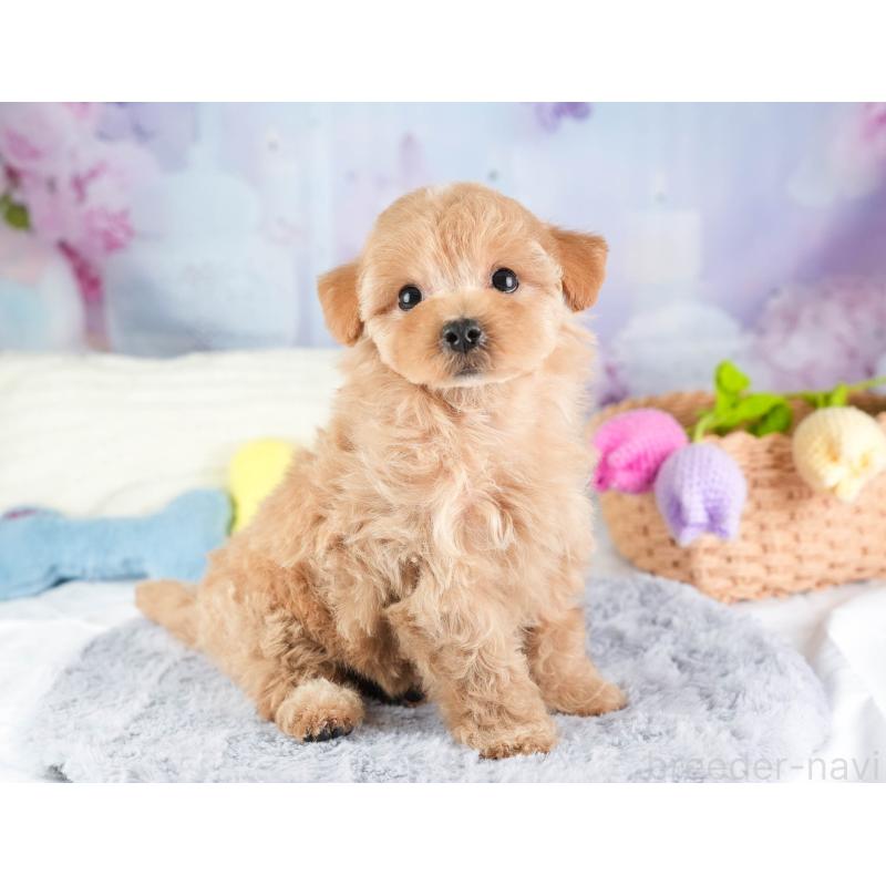 販売中の埼玉県のマルプー:マルチーズ×トイプードル-449696の7枚目