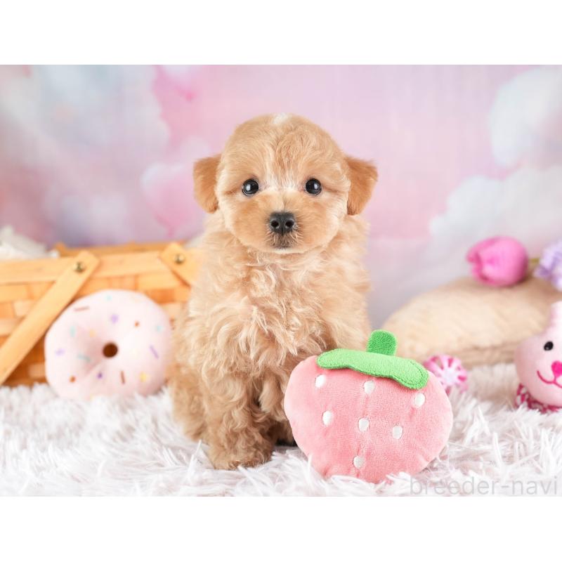 販売中の埼玉県のマルプー:マルチーズ×トイプードル-449696の6枚目