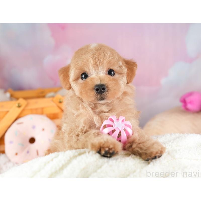 販売中の埼玉県のマルプー:マルチーズ×トイプードル-449696の5枚目