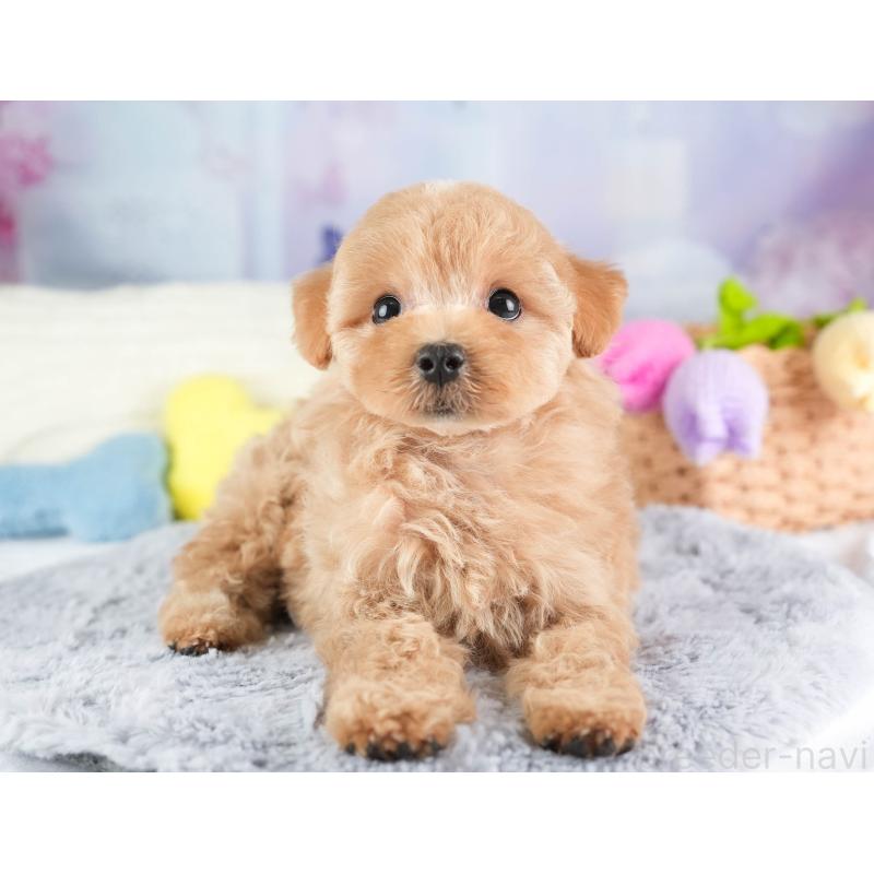 販売中の埼玉県のマルプー:マルチーズ×トイプードル-449696の4枚目