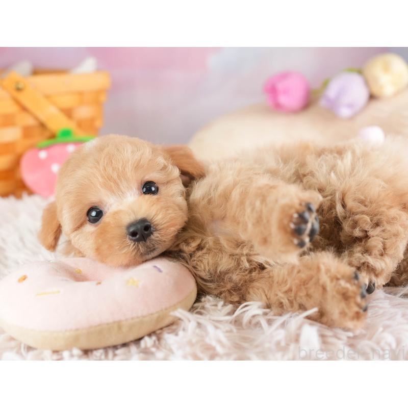 販売中の埼玉県のマルプー:マルチーズ×トイプードル-449696の3枚目