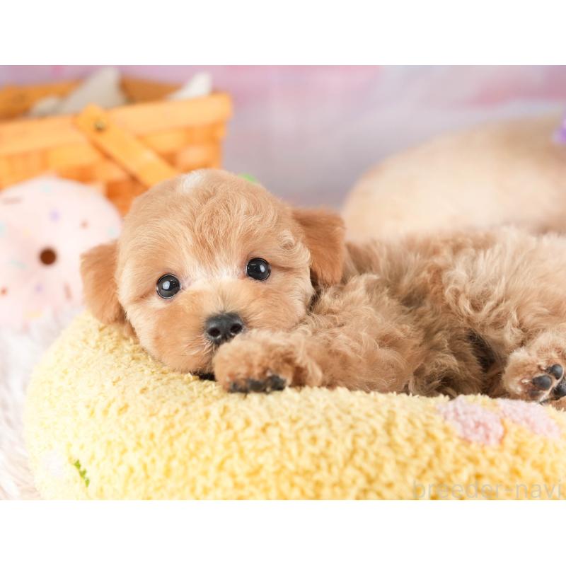 販売中の埼玉県のマルプー:マルチーズ×トイプードル-449696の2枚目