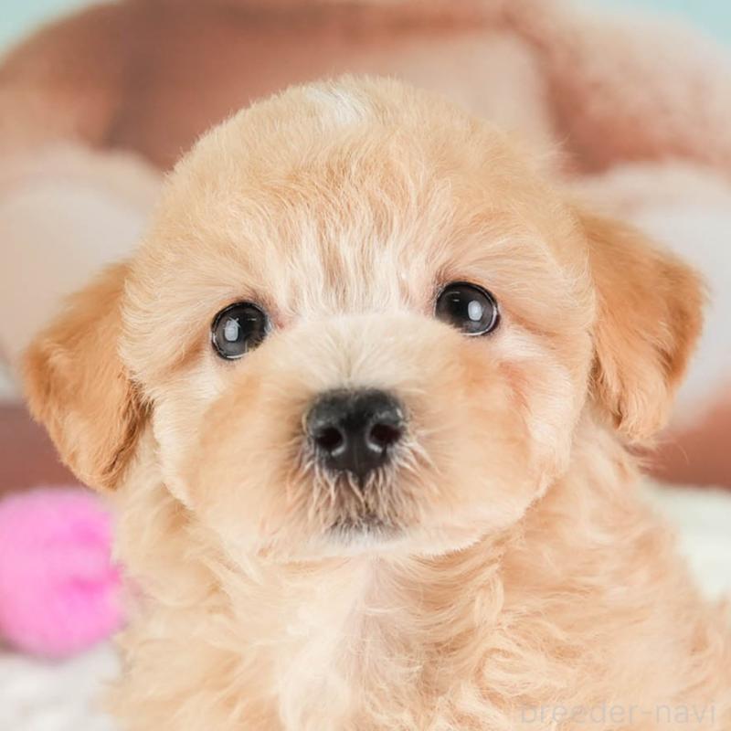 販売中の埼玉県のマルプー:マルチーズ×トイプードル-449699