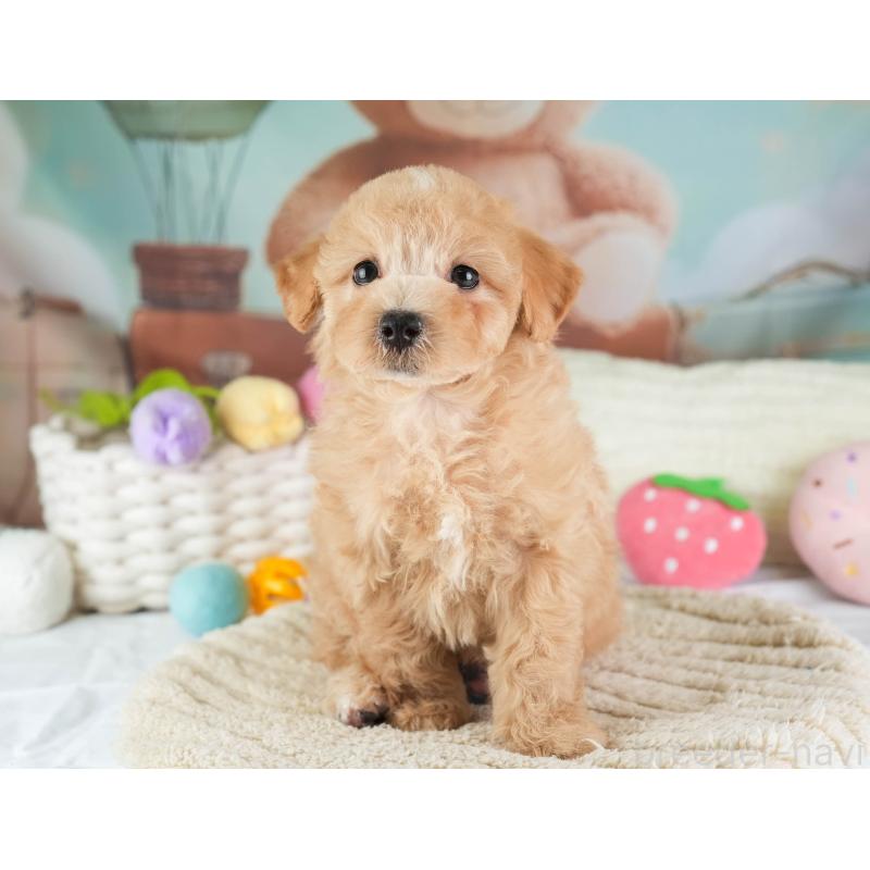 販売中の埼玉県のマルプー:マルチーズ×トイプードル-449699の10枚目