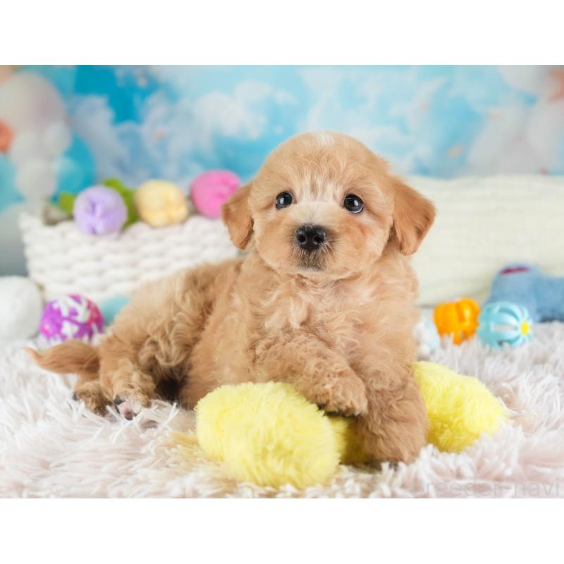 販売中の埼玉県のマルプー:マルチーズ×トイプードル-449699の9枚目