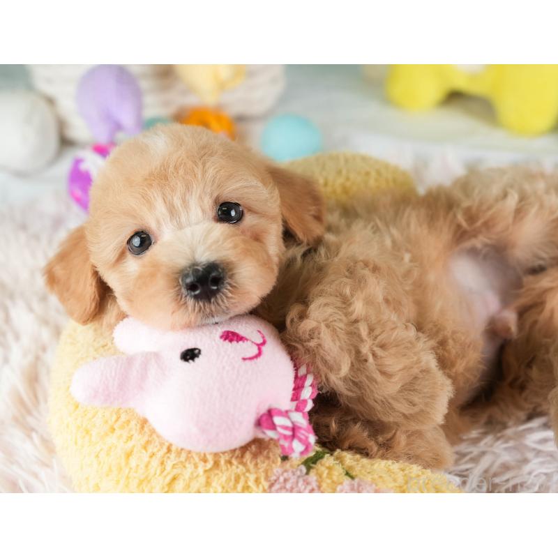 販売中の埼玉県のマルプー:マルチーズ×トイプードル-449699の8枚目