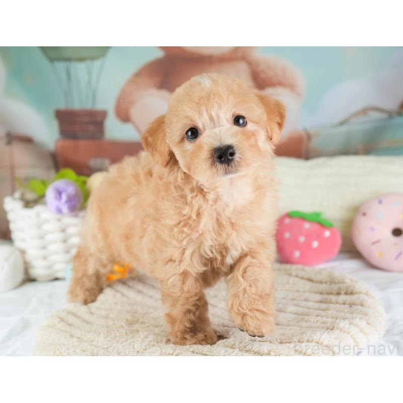 販売中の埼玉県のマルプー:マルチーズ×トイプードル-449699の7枚目