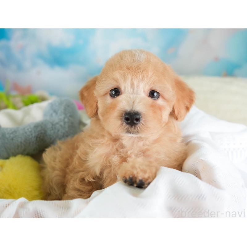 販売中の埼玉県のマルプー:マルチーズ×トイプードル-449699の6枚目