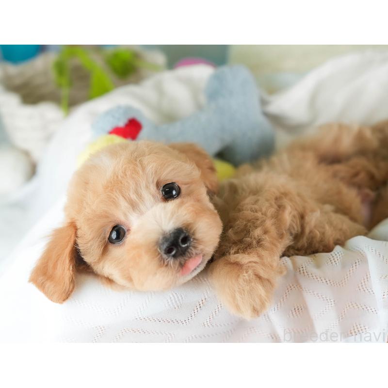 販売中の埼玉県のマルプー:マルチーズ×トイプードル-449699の5枚目