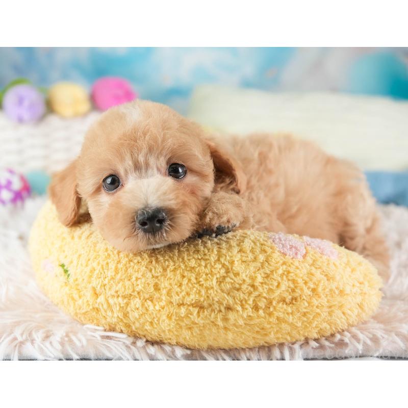 販売中の埼玉県のマルプー:マルチーズ×トイプードル-449699の4枚目