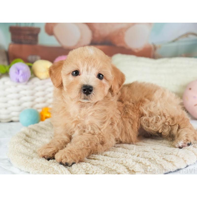 販売中の埼玉県のマルプー:マルチーズ×トイプードル-449699の3枚目