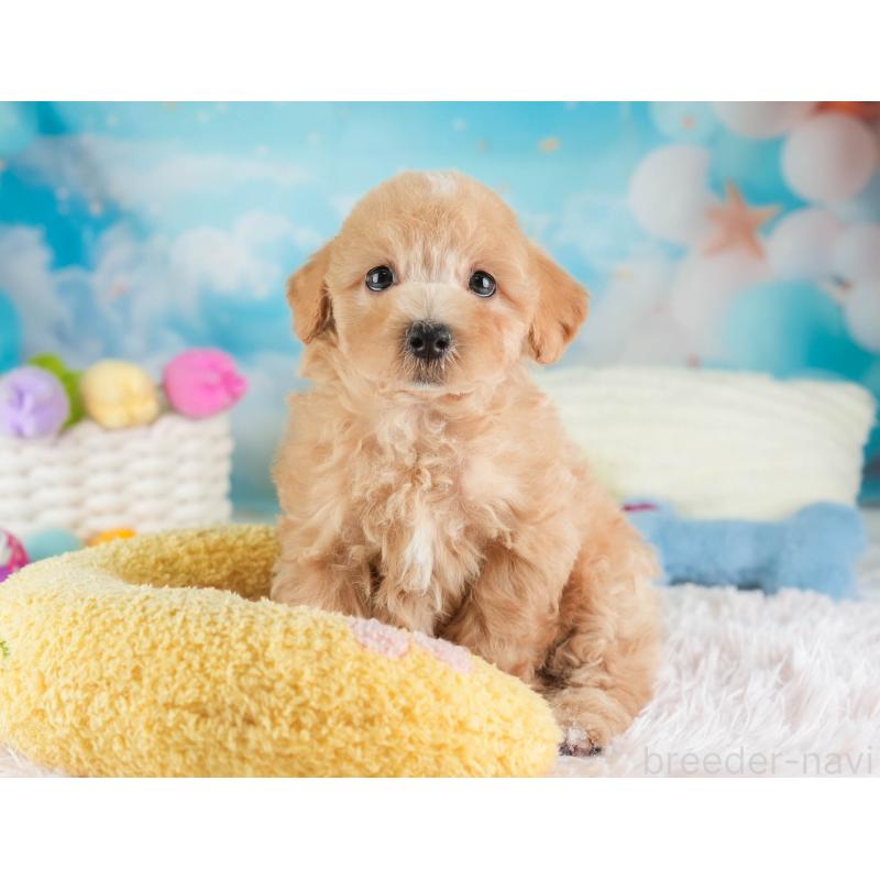 販売中の埼玉県のマルプー:マルチーズ×トイプードル-449699の2枚目