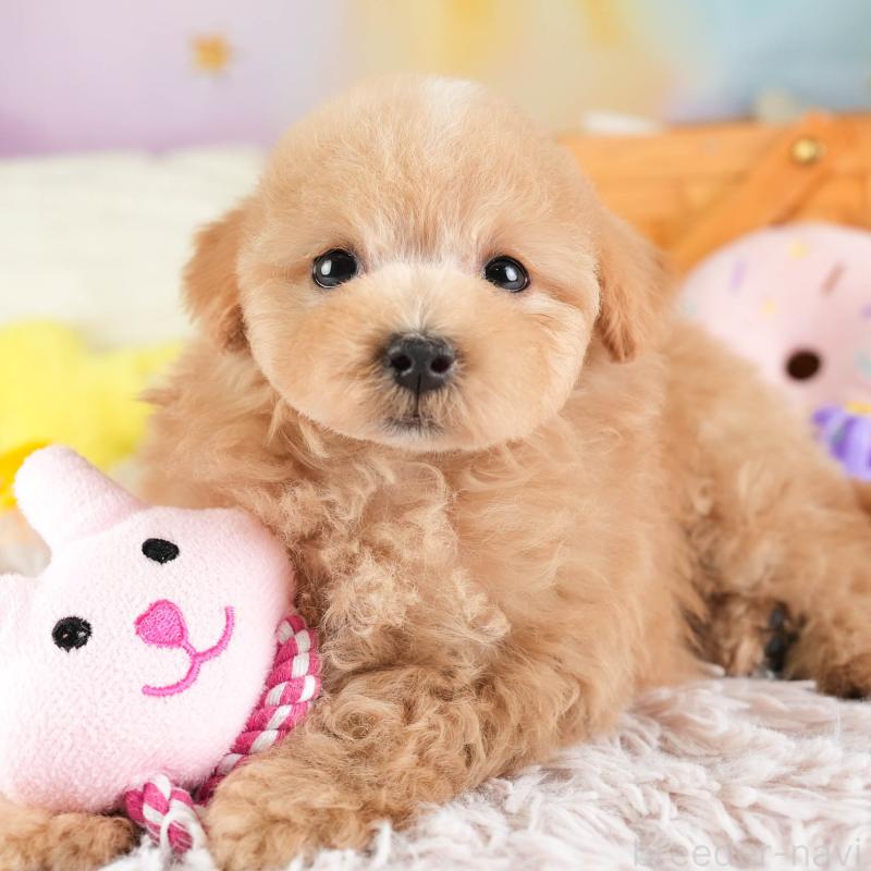 販売中の埼玉県のマルプー:マルチーズ×トイプードル-449700