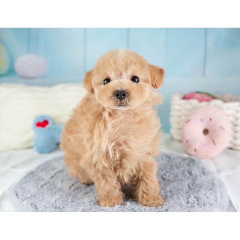 販売中の埼玉県のマルプー:マルチーズ×トイプードル-449700の10枚目