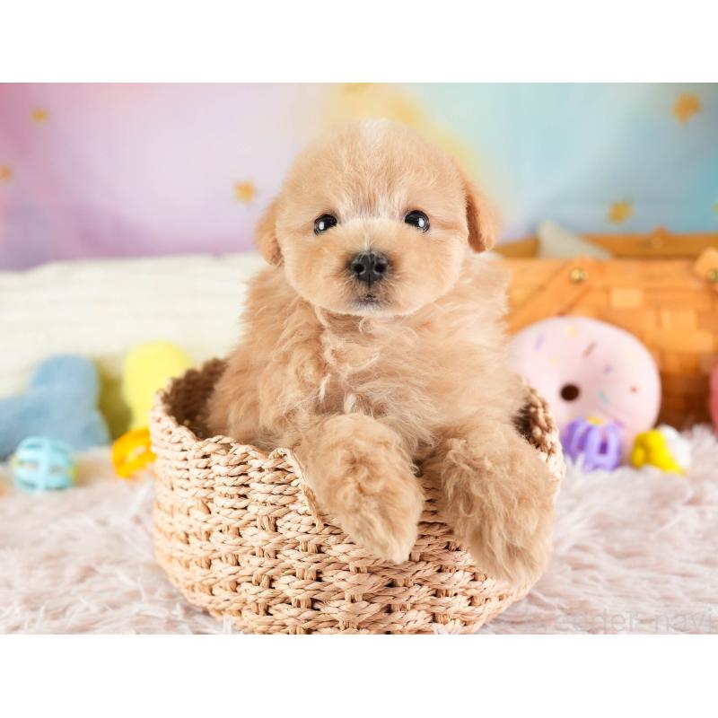 販売中の埼玉県のマルプー:マルチーズ×トイプードル-449700の9枚目