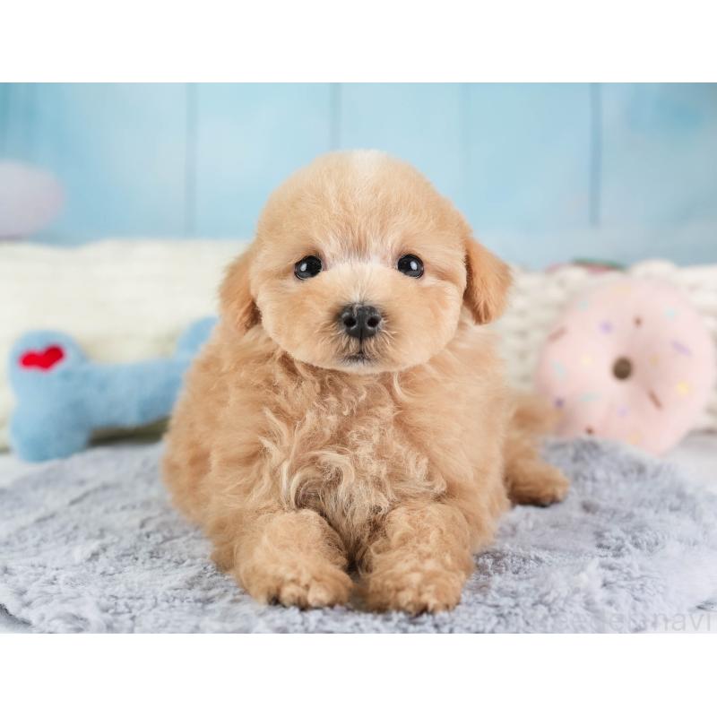 販売中の埼玉県のマルプー:マルチーズ×トイプードル-449700の8枚目