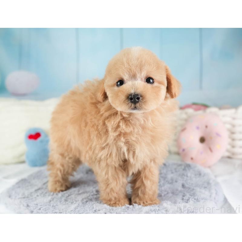 販売中の埼玉県のマルプー:マルチーズ×トイプードル-449700の7枚目