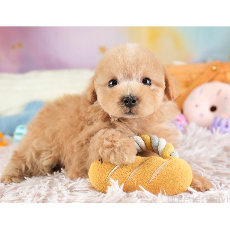 販売中の埼玉県のマルプー:マルチーズ×トイプードル-449700の6枚目