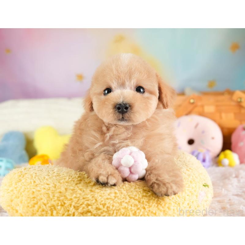 販売中の埼玉県のマルプー:マルチーズ×トイプードル-449700の5枚目